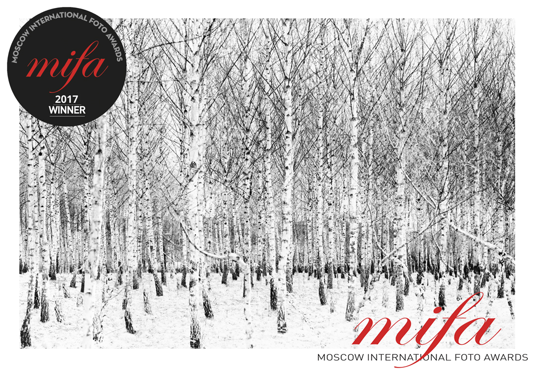 birch_tree_forest-BRONSE